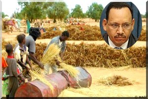 Mauritanie : longtemps négligé, le maraîchage couvre 30% des besoins nationaux (Ministre)