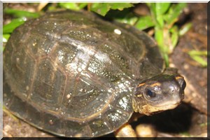 Ecologie : Lettre confiée aux vents du Sahara ! A l’attention du Président de la République Islamique de Mauritanie (photos)