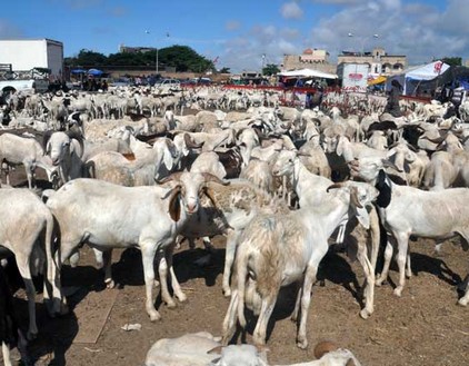 Ousmane Mbaye, SG du ministère de l’Elevage : «Nous avons noté 42 mille moutons venant de la Mauritanie»