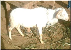 Aïd el Kabîr : Les secrets mystiques du mouton de Tabaski.  