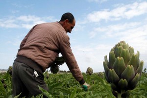 Une première conférence sur les jeunes et l'emploi en Afrique du Nord les 26 et 27 septembre à Genève