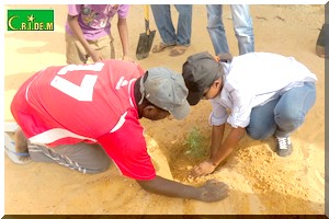 Environnement : Semaine de l’arbre. Nouakchott, une ville peu reboisée.