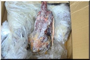 Les navires chinois se rabattent sur les oiseaux en haute mer! - [PhotoReportage]