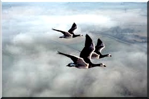 La protection des oiseaux migrateurs côtiers passe par une 