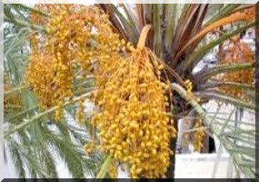 Démarrage en Mauritanie d’une opération de dénombrement des palmiers dattiers 