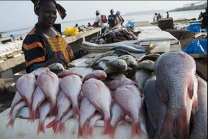 Sénégal : Plaidoyer pour plus de transparence dans les pêcheries africaines