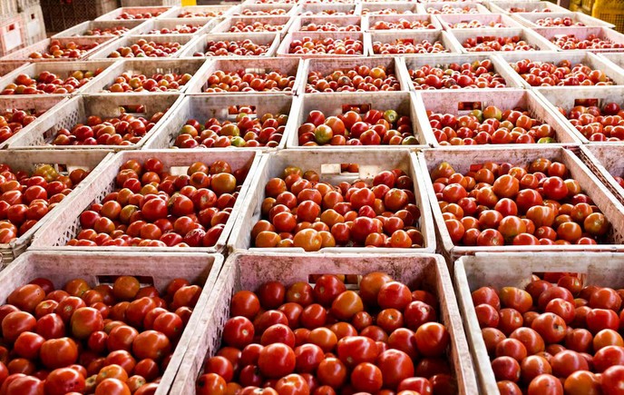Vidéo. Nouakchott. Pénurie de tomate: les prix atteignent des niveaux jusque-là inimaginables