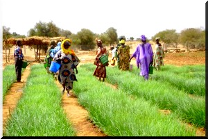 Le périmètre maraîcher de Sollou : « une oasis dans un désert »* - [PhotoReportage]