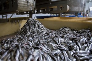 Nouadhibou : 20.000 tonnes de poissons stockées pour les besoins des populations