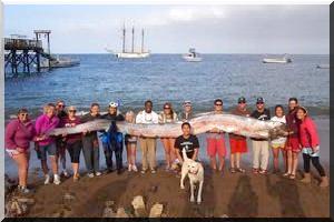Un poisson de plus de 5 mètres de long pêché en Californie - [Video]