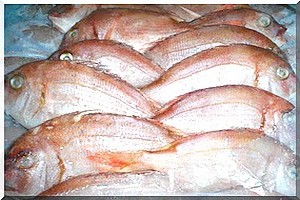 Ramadan intenable à Boghé : le poisson introuvable, le kilogramme de viande à 1200UM