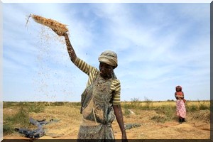  Mauritanie : l’exécutif taxe les importations de riz pour accompagner la production nationale 