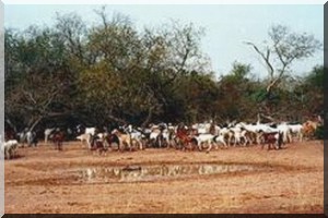 Mauritanie : lancement du Projet régional d'appui au système pastoral dans le Sahel   