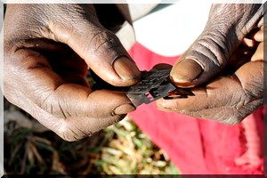 140 millions de femmes sont excisées à travers le monde, selon la présidente du réseau des femmes parlementaires de la Mauritanie
