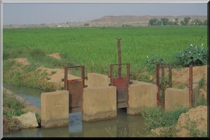 Kaédi/Campagne rizicole: La ministre paie les redevances des exploitants du PPG1