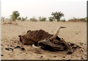 Chute de 76% des récoltes à cause du déficit pluviométrique en Mauritanie 