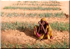 Mauritanie : « Il ne reste que de la poussière et du sable ». 