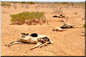 Sécheresse dans le pays : La famine menace