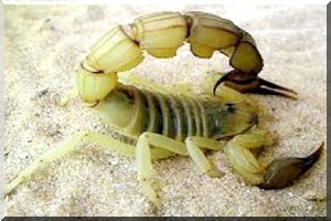 Une sorcière utilise les scorpions pour soigner ses clients