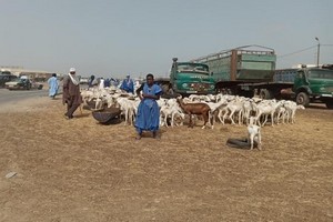 Tabaski : le prix du mouton explose