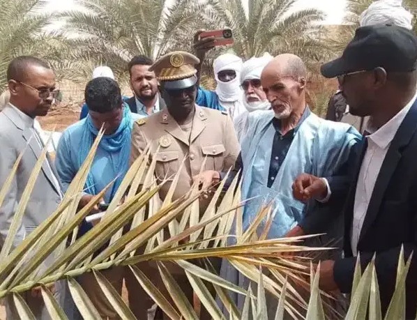 Tagant : campagne de pulvérisation de 3000 palmiers dattiers à Tidjikja contre le charançon du palmier 