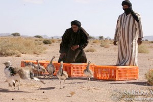 Mauritanie : la chasse interdite dans 5 wilaya du pays