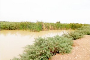 Le Typha,  un frein à l’exploitation de 1950 Ha à Foum Gleîta