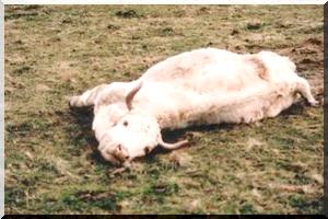 L’eau tue des vaches à Douboulgué : L’ex candidat APP dénonce « le silence coupable des autorités... 