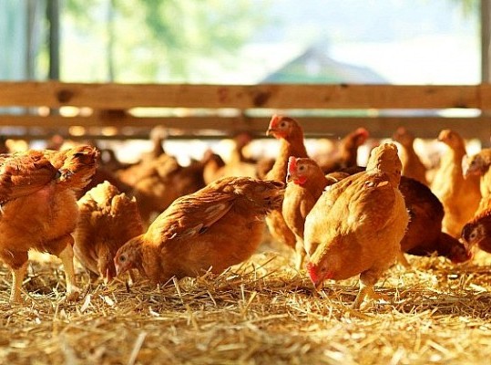 Consommation annuelle de viande blanche en Mauritanie : environ 10 000 tonnes/an