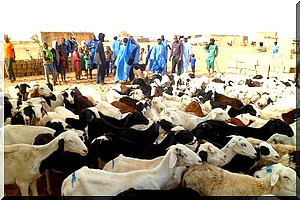 Lancement du projet  « Reconstitution du Cheptel » dans la commune d’El Vrah avec l’appui de la World vision [PhotoReportage] 